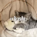 ⌗﹕okashi・🎱