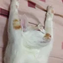 小花の貓園