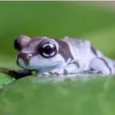 froggy emotes