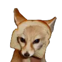 Fennec Fanclub