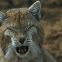 La cabane du Lynx