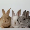 Bunny Burrow