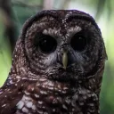 The Avian Republic