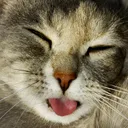 Meow Playz Fans