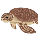 ウミガメ