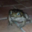 Rotopinos