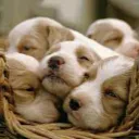 The Pup's Basket