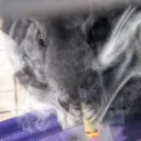🌲Nep's Demon Den🌲