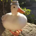 Duck Cult Events