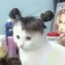 Кефирные почести