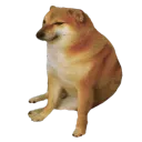 dogecord