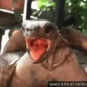 Las tortugas de yeru