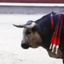 闘牛士鯖