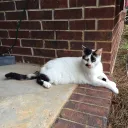 ChandlergTheCat's Server