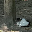 野良猫の集会