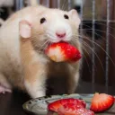 The Rats