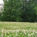 ☘Clover Grove