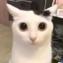 SLEEPY Animals Discord Server Icon