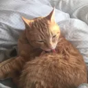 ゆずのサーバー