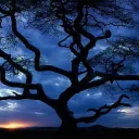 𝚃𝚑𝚎 𝚁𝚘𝚘𝚖's icon