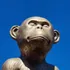 Chimp Nation