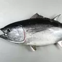 ドラクエx  まぐろ