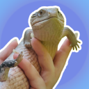 Discovery icon for Blue Tongue Skinks Discord server
