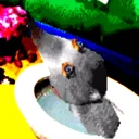 rodentia