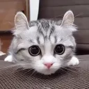 La tanière de chats