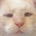 PogStreams