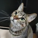 ねこかんの甘味処