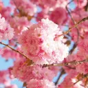 Cherry Blossoms