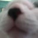 Cult of Molly (ft. Betty) (Und Stanley)