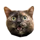 Scuffed Squad