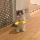LAZY FAT CAT