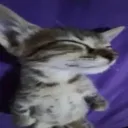 meowcity ˃˂
