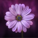 violetspace