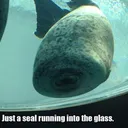 seal