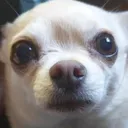 rhihuahua's bork central