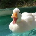 勉強やるよ
