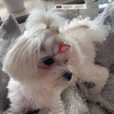 Fani Yuki