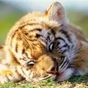 つーちゃん配信用
