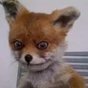 Natural Habitat of the Fox