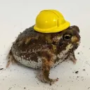 art frogs