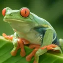 Frogium's pro server 🐸