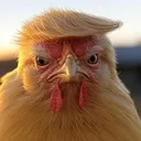 Bok!?