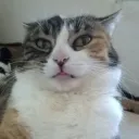 Kokocat