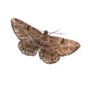 The Moth Society (LBs)