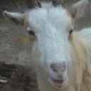 Goat Gang (GG)