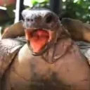 🐢The Turtle Club🐢